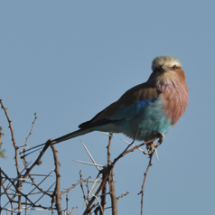 Bird