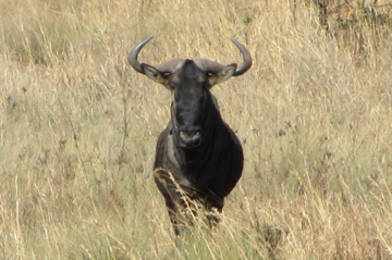 Mammal