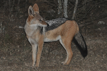 Mammal
