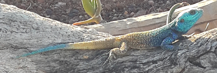 Reptile