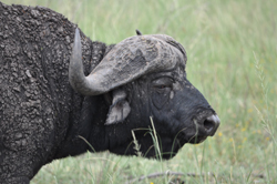 Buffalo
