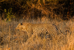 Leopard