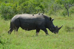 Rhinoceros